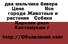 два мальчика бивера › Цена ­ 19 000 - Все города Животные и растения » Собаки   . Карелия респ.,Костомукша г.